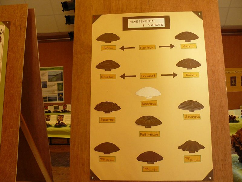 2009 10 Expo champignons de Clairefontaine 06